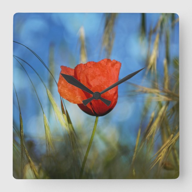 Rote Mohnblume Square Wall Clock (Front)