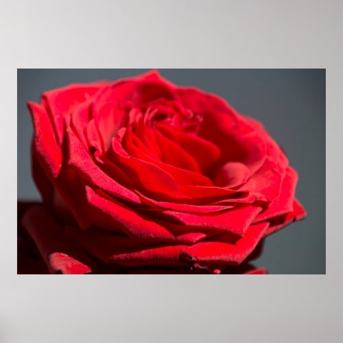 Rote Rose mit dunklen Hintergrund Poster