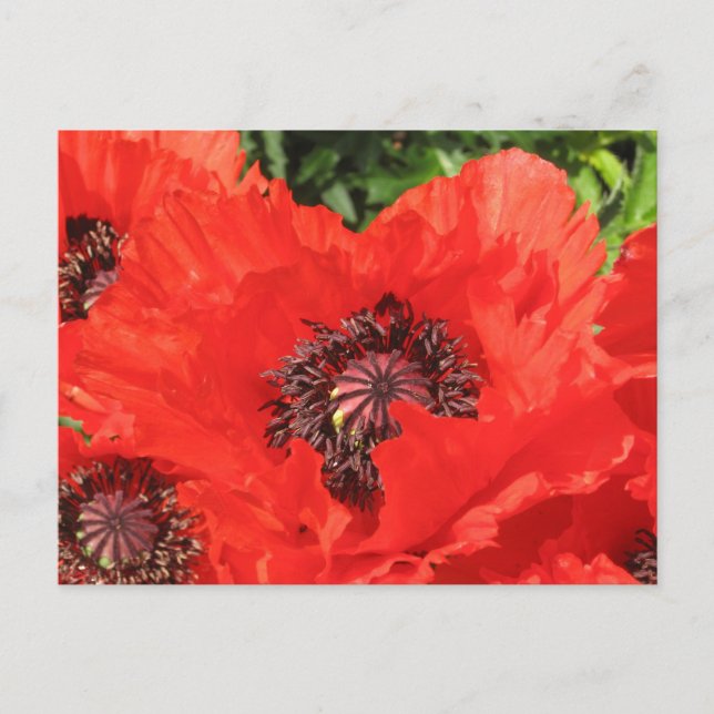 Roter Mohn Postcard (Front)