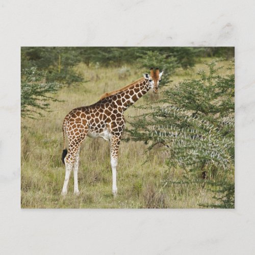 Rothschilds Giraffe eating Lake Nakuru Postcard