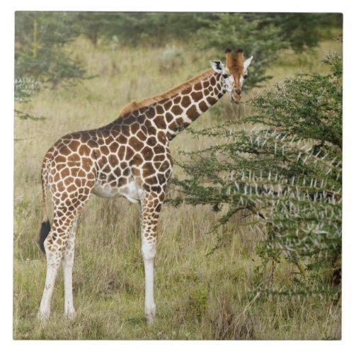 Rothschilds Giraffe eating Lake Nakuru Tile