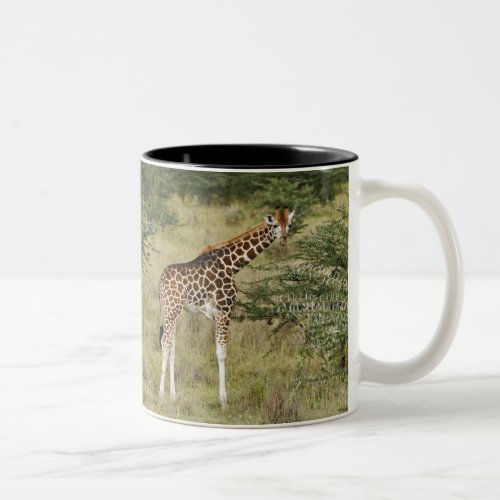 Rothschilds Giraffe eating Lake Nakuru Two_Tone Coffee Mug