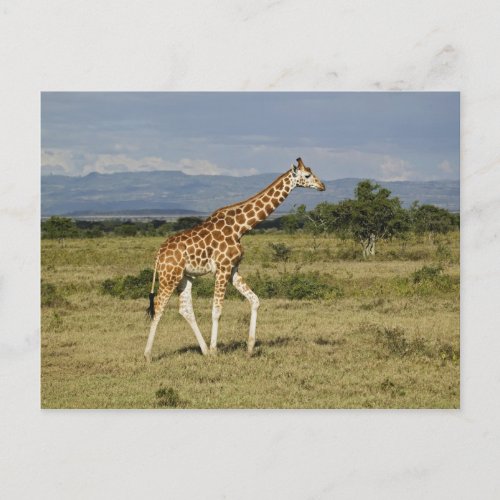 Rothschilds Giraffe Giraffa camelopardalis Postcard