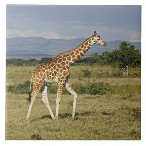 Rothschilds Giraffe Giraffa camelopardalis Tile