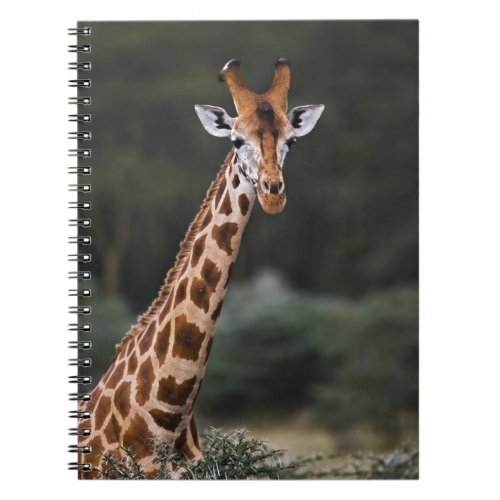Rothschilds Giraffe Lake Nakuru National Park Notebook