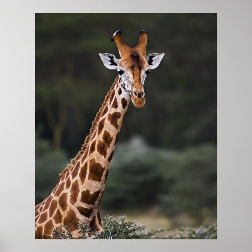 Rothschilds Giraffe Lake Nakuru National Park Poster