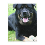 Rottie  Postcards
