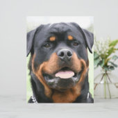 rottweiler (Standing Front)