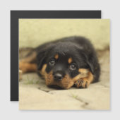 Rottweiler20150901 (Front/Back)