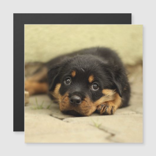 Rottweiler20150901 (Front/Back)