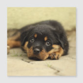 Rottweiler20150901 (Front)