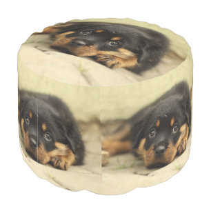 Rottweiler20150901 Pouf