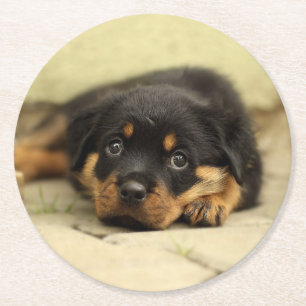 Rottweiler20150901 Round Paper Coaster
