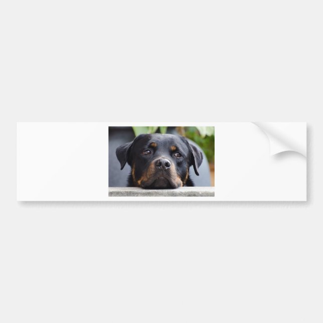 rottweiler 2.png bumper sticker (Front)