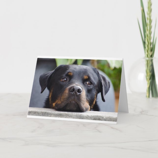 rottweiler 2.png card (Front)