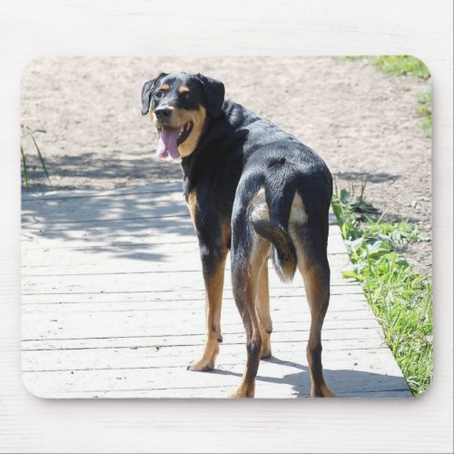 Rottweiler and German Shepherd Cross Mouse Pad