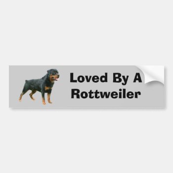 Rottweiler Bumper Sticker by normagolden at Zazzle