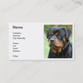 Rottweiler Business Card by walkandbark at Zazzle