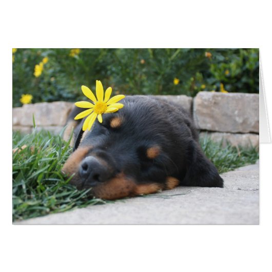 Rottweiler Cards (Front Horizontal)