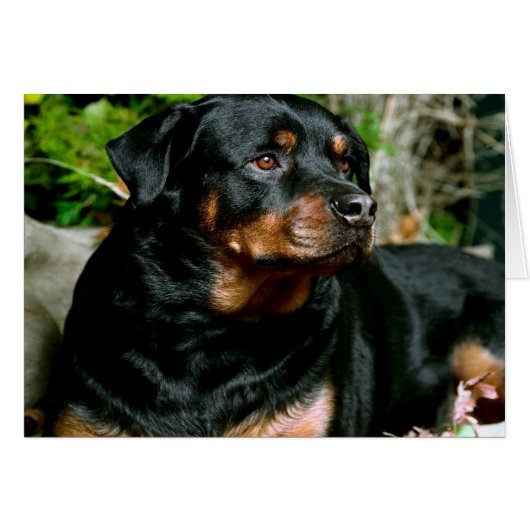 Rottweiler Cards (Front Horizontal)