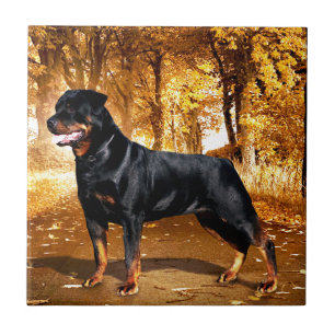 Rottweiler Ceramic Tile