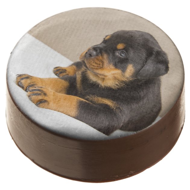 Chocolate rottweiler outlet