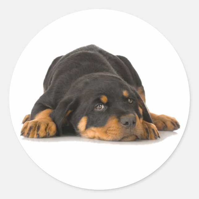 Rottweiler Classic Round Sticker (Front)