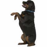 Rottweiler Cutout<br><div class="desc">This photo sculpture is of a beautiful Rottweiler. You can customize this design and order it in a variety of sizes. This Rottweiler design is also available as shaped,  cut-out magnets,  ornaments,  pins and keychains.</div>