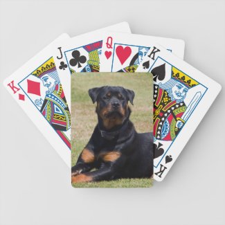 Rottweiler dog beautiful photo, gift card deck