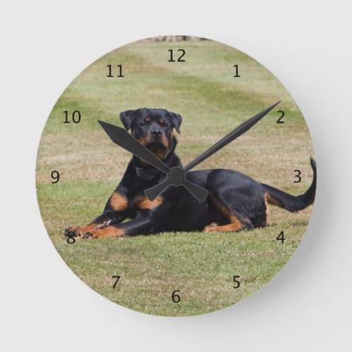 Rottweiler dog beautiful photo round clock