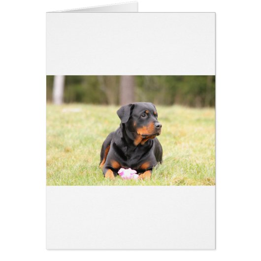 Rottweiler Dog Cards (Front)