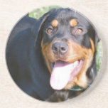 Rottweiler Dog Coasters