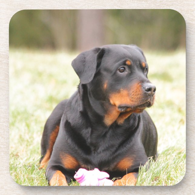 Rottweiler Dog Drink Coaster (Front)