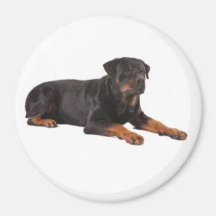 ROTTWEILER DOG FRIDGE MAGNET