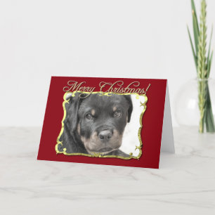Rottweiler dog holiday card