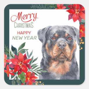 Rottweiler Dog Poinsettia Border Christmas Square Sticker