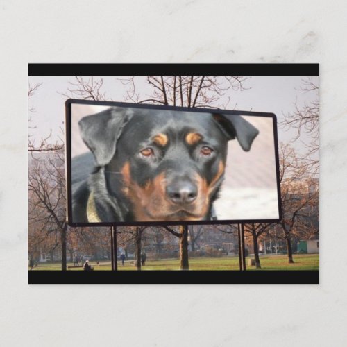 Rottweiler Dog Postcard
