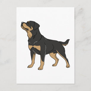 Rottweiler Dog, Rottweiler Dog Standing Postcard