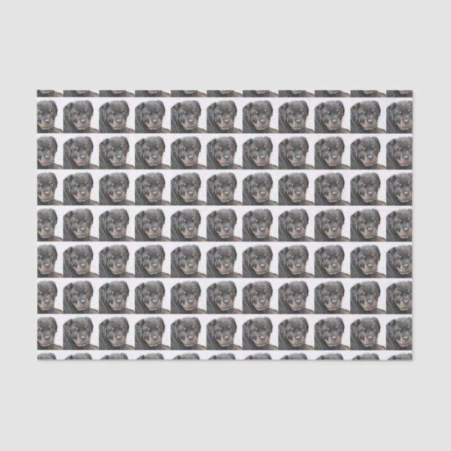 Rottweiler dog tissue paper (Front)