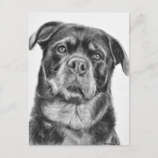 Rottweiler Drawing Postcard