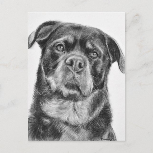 Rottweiler Drawing Postcard (Front)
