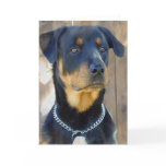 Rottweiler Greeting Card