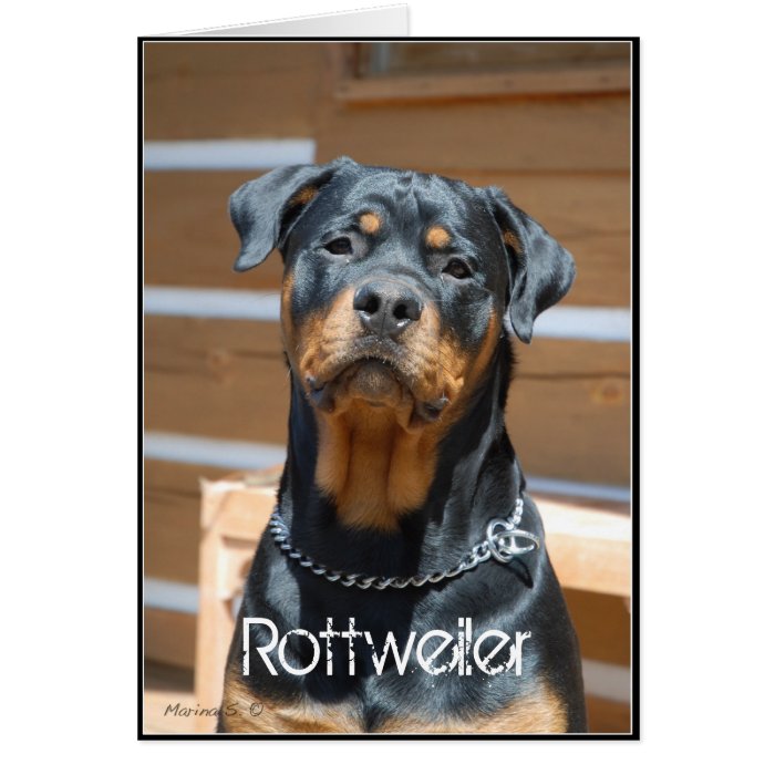 Rottweiler Greeting card