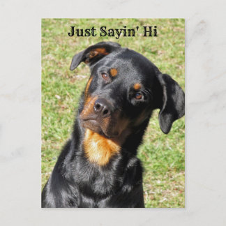 Rottweiler Just Sayin' Hi Postcard