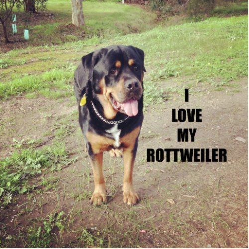 rottweiler love w pic tan cutout