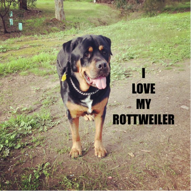 rottweiler love w pic tan cutout (Front)