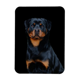 Rottweiler  magnet