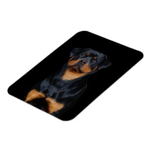 Rottweiler magnet