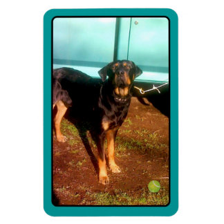 Rottweiler mix magnet