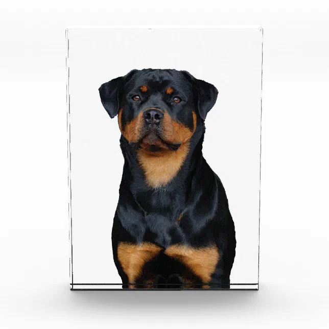 Block Rottweiler Rottweiler photo block | Zazzle